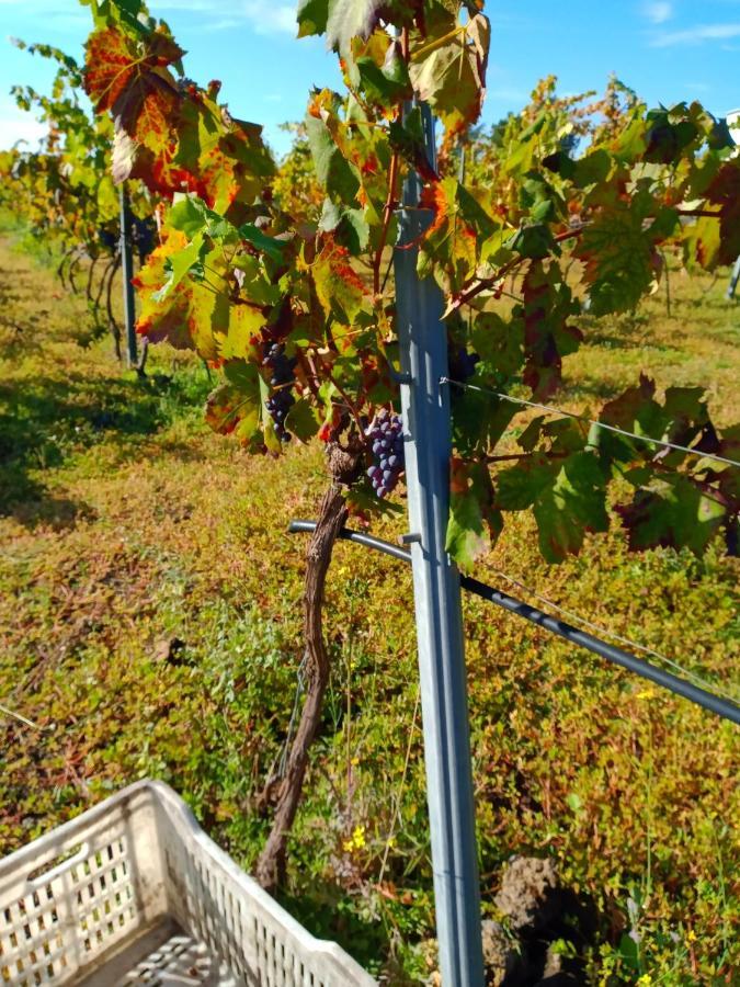 Etnasentieri Wine House On Etna Mount Βίλα Belpasso Εξωτερικό φωτογραφία